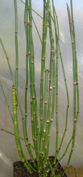 EQUISETUM JAPONICUM
