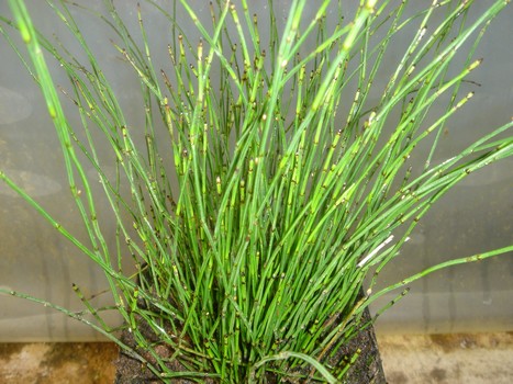 EQUISETUM SCIRPOIDES