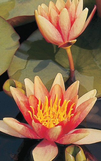 Nymphaea sioux