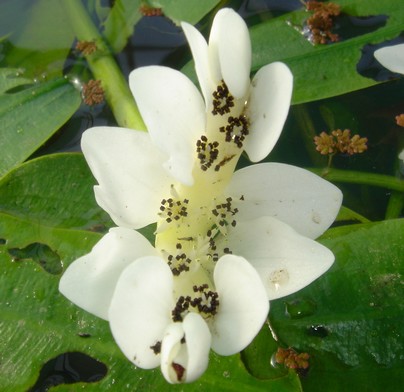 aponogeton fleur