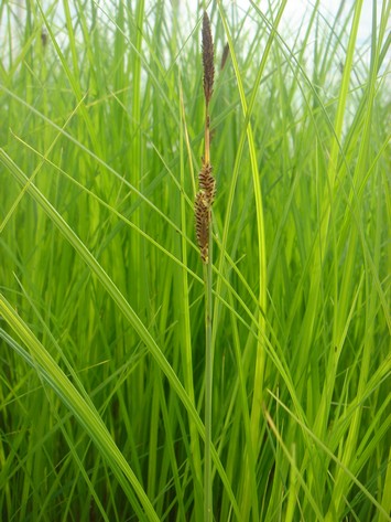 carex elata