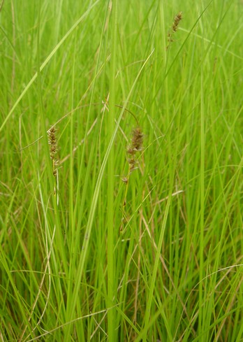carex paniculata