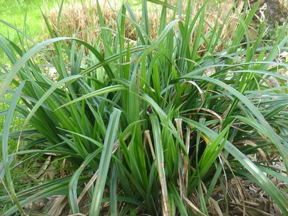 carex pendula
