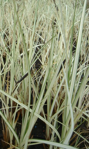 carex variegata