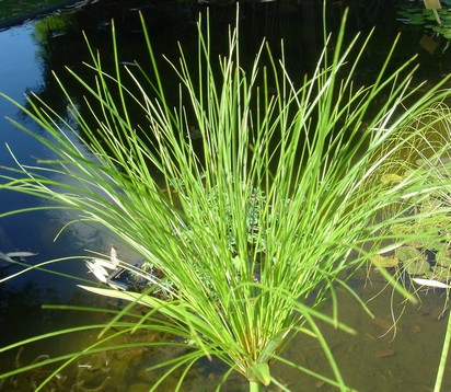 cyperus papyrus