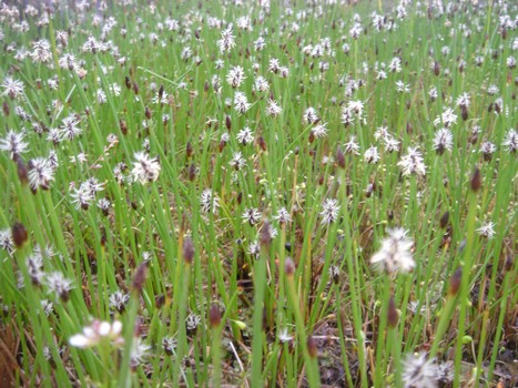 eleocharis palustris
