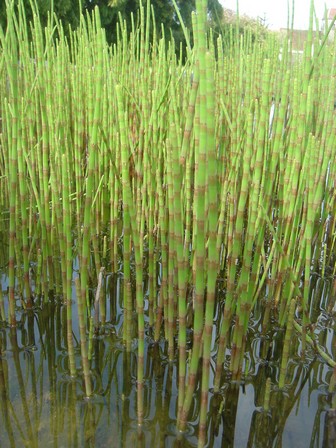 equesetum fluviatilis