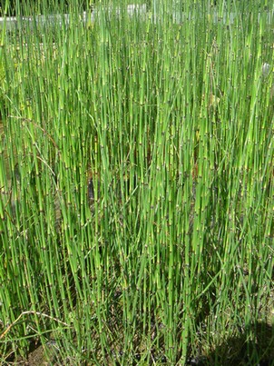 equisetum americanum