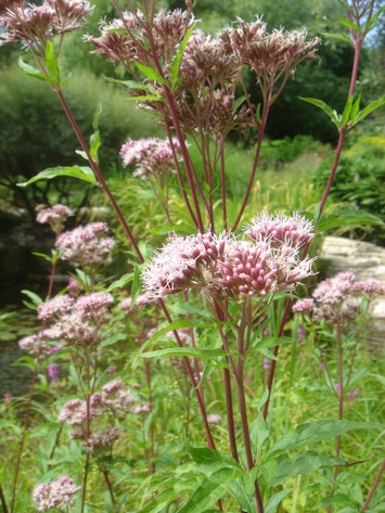 eupatorium cannabium