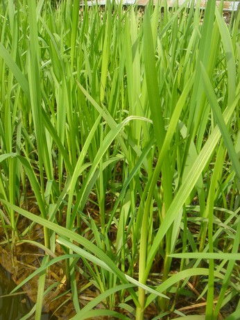 glyceria aquatica