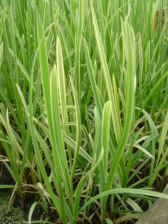 glyceria variegata
