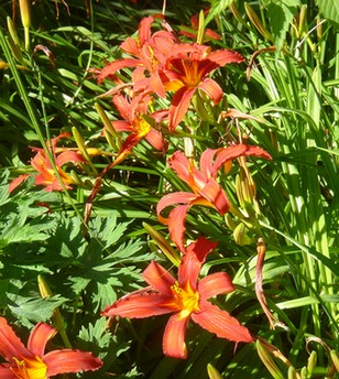 hemerocallis