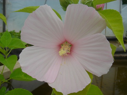 hibiscus pale