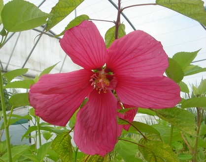 hibiscus rouge