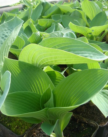 hosta siboldiana