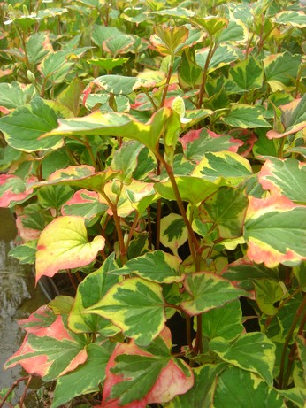 houttuynia chaemeleon