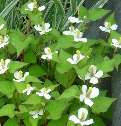 houttuynia cordata