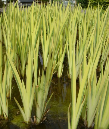iris pseudo variegata