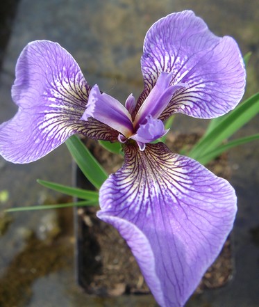 iris setosa