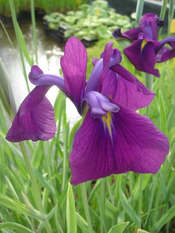 iris ensata variegata