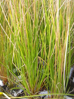 juncus effusus