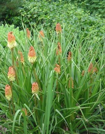 kniphofia