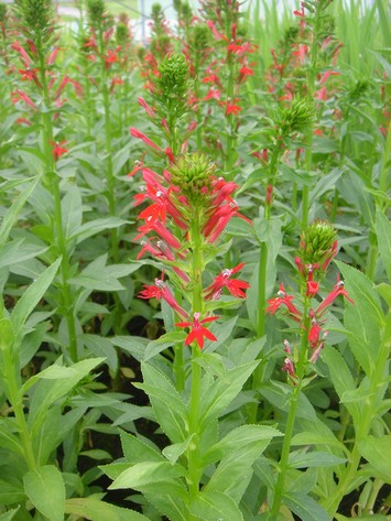 lobelia cardinalis
