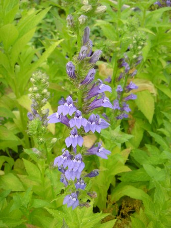 lobelia siphilitica