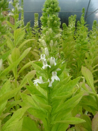 lobelia alba