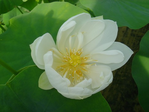 lotus blanc fleur
