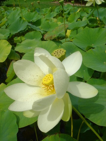 lotus jaune