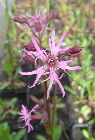 lychnis