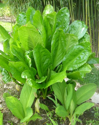 lysichiton amer feuille