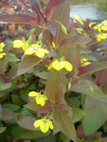 lysimachia ciliata