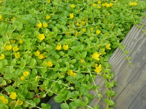 lysimachia nummularia