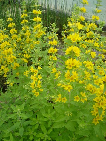 lysimachia punctata
