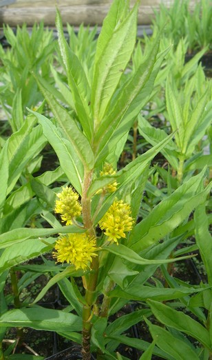 lysimachia thyrsiflora