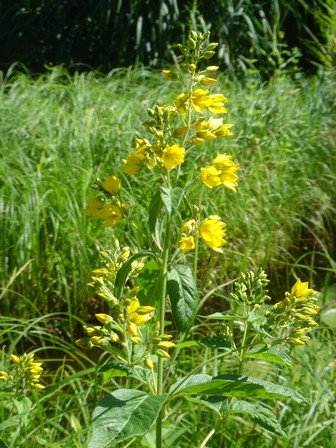 lysimachia vulgaris