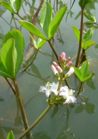 menyanthes