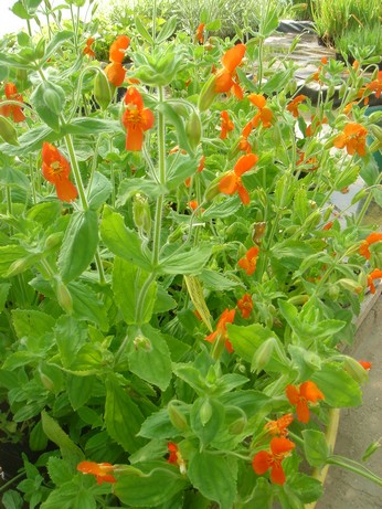 mimulus cardinalis