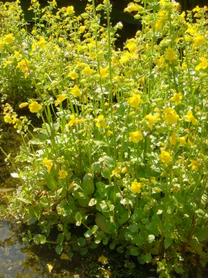 mimulus luteus