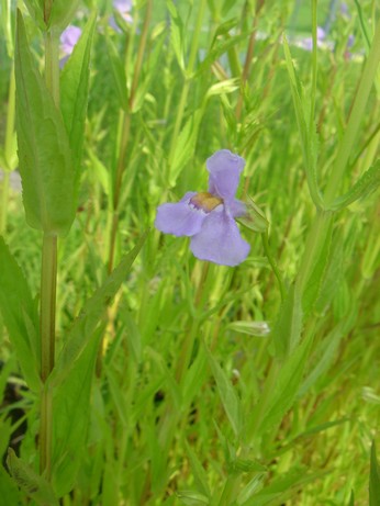 mimulus ringens