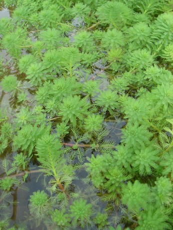 myriophyllum brasiliensis