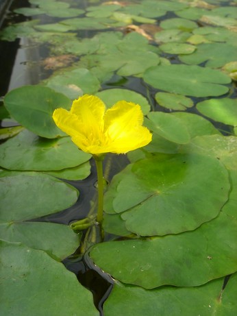 nymphoides peltata