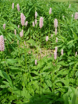 persicaria bistorta