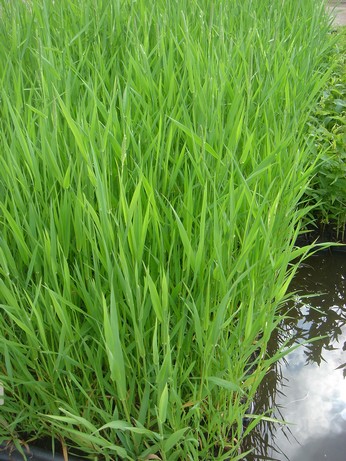 phalaris arundinacea