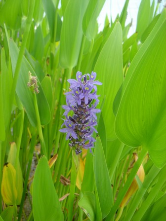 pontederia lanceolata