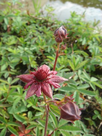 potentille palustris