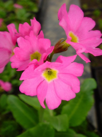 primula rosea
