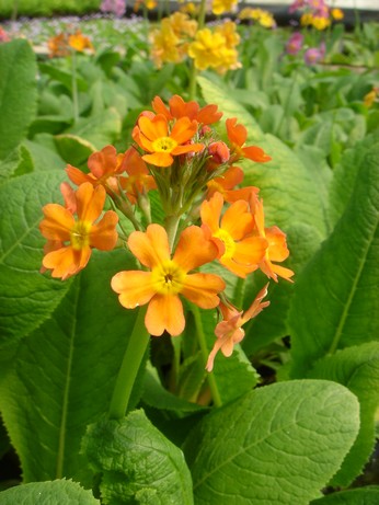 primula bullesiana